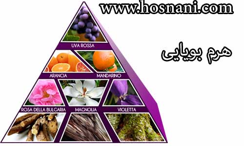 هرم بویایی
