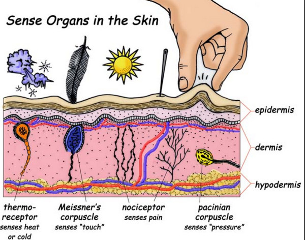 Lamellar corpuscles, or Pacinian corpuscles, are one of the four major types of mechanoreceptor cell in glabrous skin