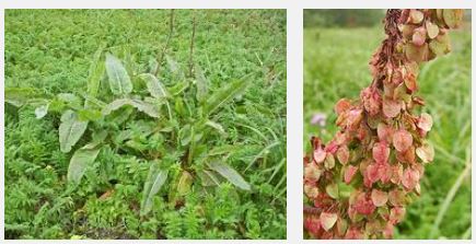 Rumex occidentalis