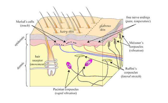 Skin contains many sensory receptors. Pacinian corpuscles are the most obvious