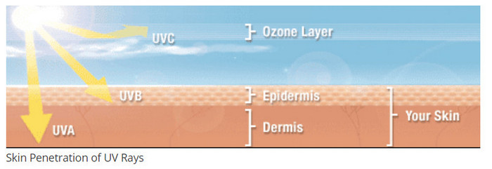 UV Light penetration in the skin