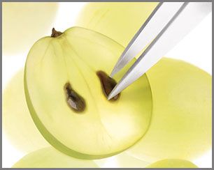 polyphenols