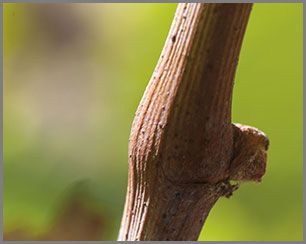 resveratrol