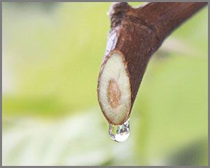 viniferine