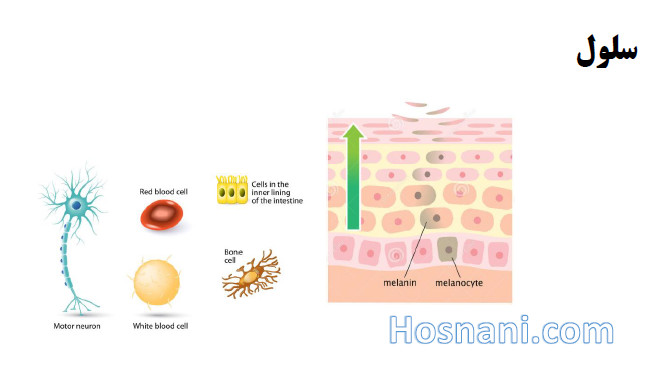 different shapes of cell in body