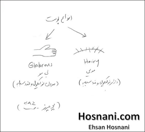 glabrous skin is found on the ventral portion of the fingers, palms, soles of feet and lips