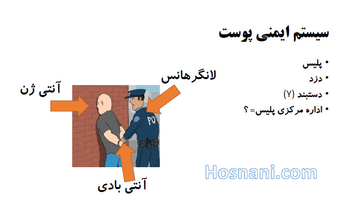 immune system antigen is arrested by langerhans using Y shaped antibody as handcuffs