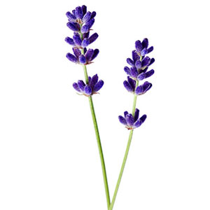 lavender abstract og