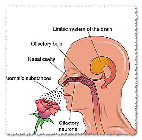 limbic system