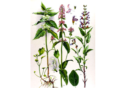 officinalis og