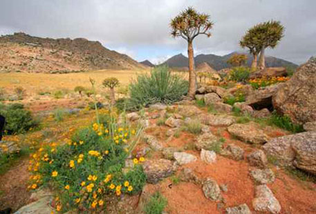 onagrine desert