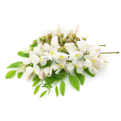 plant Acacia senegal og