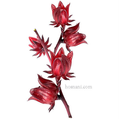 plant Hibiscus sabdariffa og