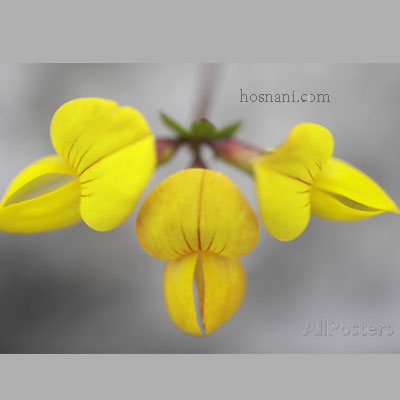 plant Lotus corniculatus og