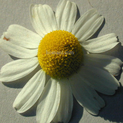 plant Matricaria recutita og
