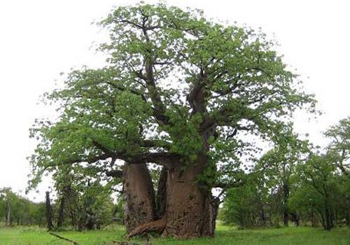 plant adansonia digitata og