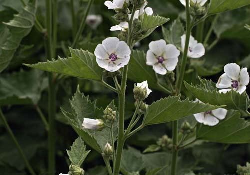 plant althaea officinalis og