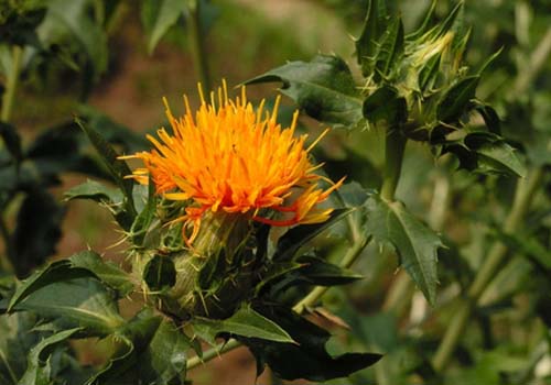 plant carthamus tinctorius og