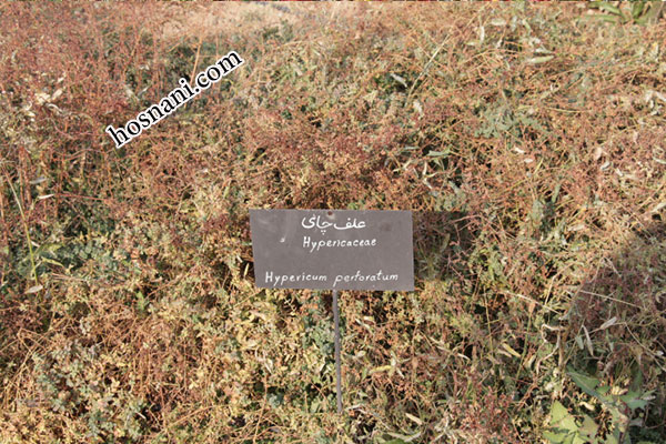 plant hypericum perforatum og