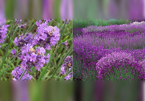 plant lavandula angustifolia og