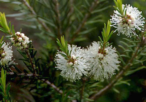 plant melaleuca alternifolia og