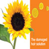 sunflohair