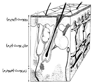 skin layers