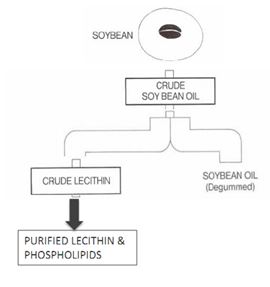 soy