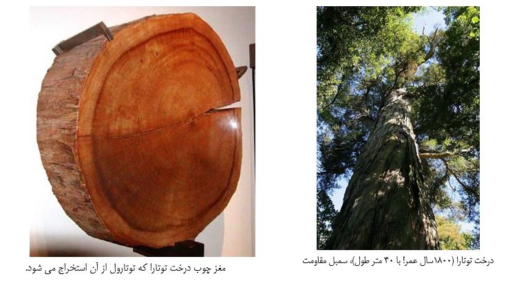 totara
