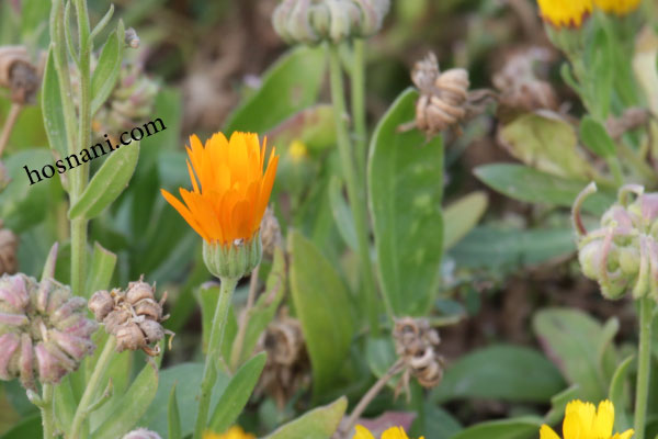 vocabulary calendula og