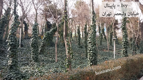 پاپیتال